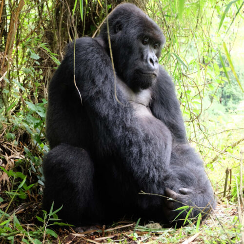 3_Ruanda_mountain_gorilla